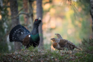 Genetický a zdravotný prieskum hlucháňa hôrneho (Tetrao urogallus) v Tatrách